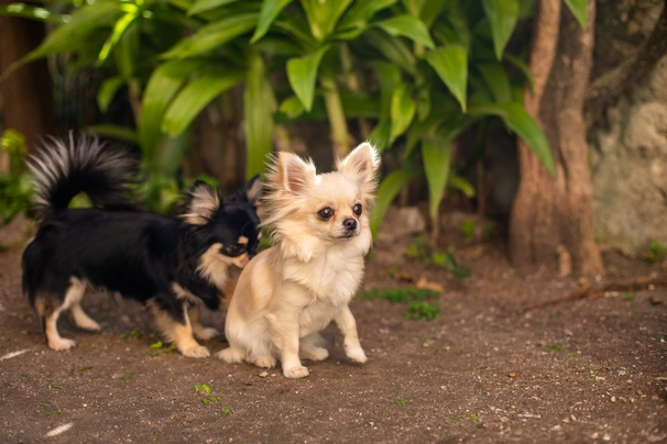 Čivava Dogs Informace - velikost, povaha, délka života & cena | iFauna