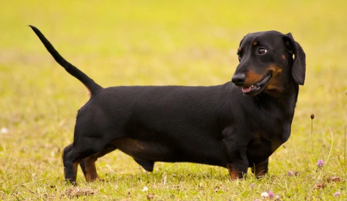 Pictures of hot sale miniature dachshunds