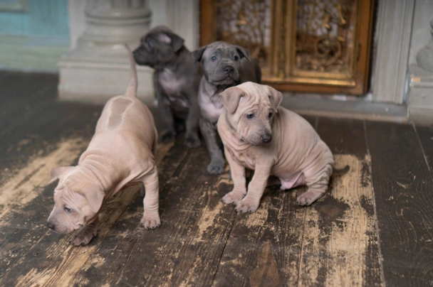 Thajský ridgeback Dogs Plemeno / Druh: Povaha, Délka života & Cena | iFauna