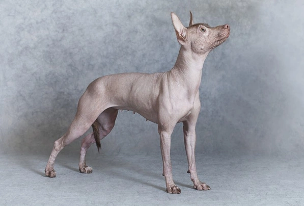 Mexican Hairless Dogs Breed - Information, Temperament, Size & Price | Pets4Homes