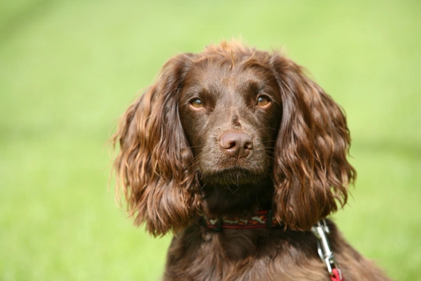 Field Spaniel Dogs Raza - Características, Fotos & Precio | MundoAnimalia