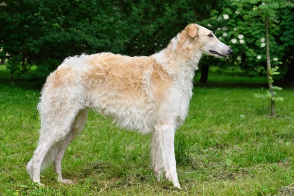 Borzoi Dogs Raza - Características, Fotos & Precio | MundoAnimalia