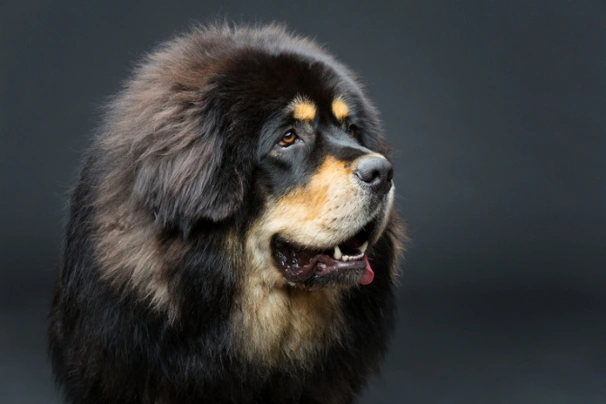 Tibetská doga Dogs Informace - velikost, povaha, délka života & cena | iFauna