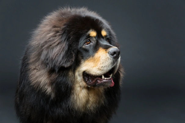 Cane best sale tibetan mastiff