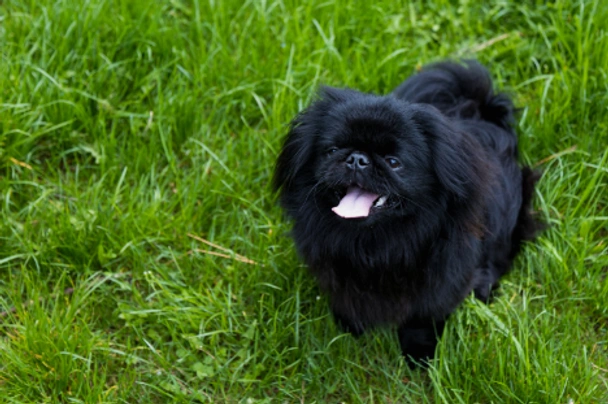 Pekingees Dogs Ras: Karakter, Levensduur & Prijs | Puppyplaats