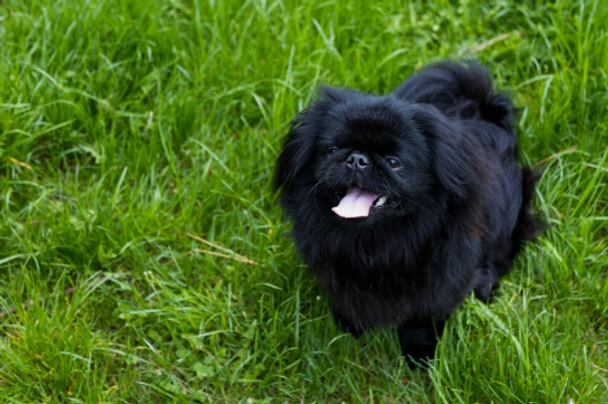 Pekingese Dogs Breed - Information, Temperament, Size & Price | Pets4Homes