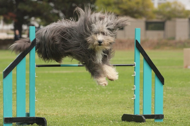 Vousatá kolie Dogs Informace - velikost, povaha, délka života & cena | iFauna