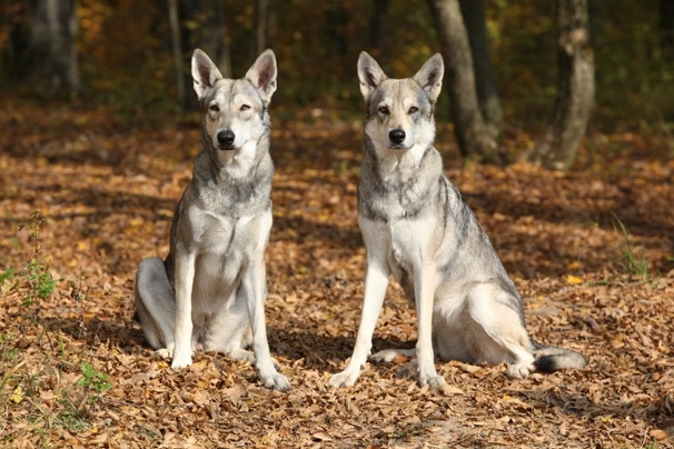 Saarloosův vlčák Dogs Informace - velikost, povaha, délka života & cena | iFauna