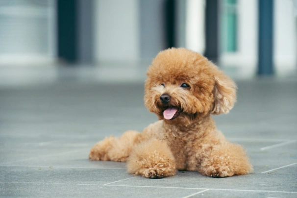 Toy store poodle breed