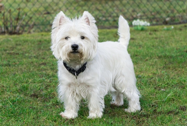 Westie weight best sale