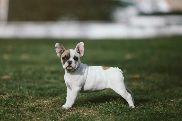 French Bulldog Dogs Breed - Information, Temperament, Size & Price | Pets4Homes