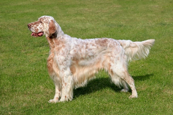 English setter spaniel store puppies