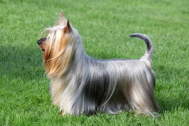 Silky Terrier Dogs Raza - Características, Fotos & Precio | MundoAnimalia