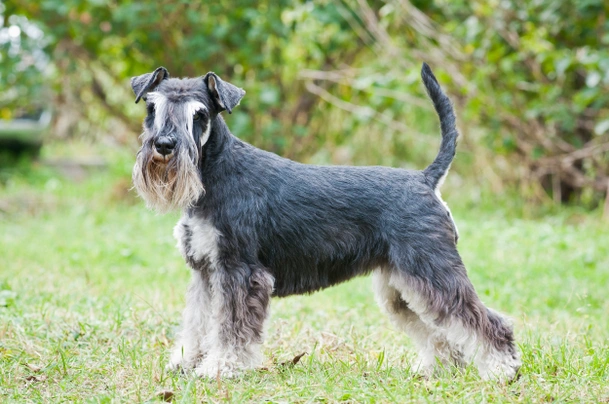 Miniature Schnauzer Dogs Breed - Information, Temperament, Size & Price ...