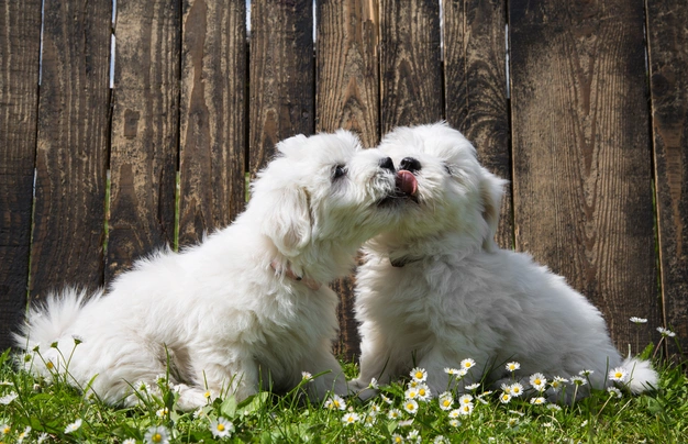 Coton de Tulear Dogs Razza - Prezzo, Temperamento & Foto | AnnunciAnimali