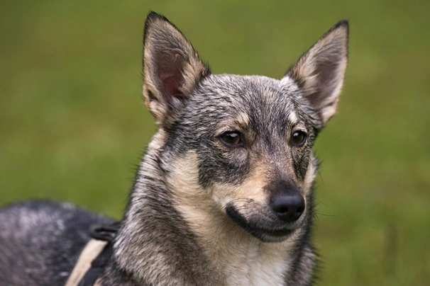 Vaestgoetlandský špic Dogs Informace - velikost, povaha, délka života & cena | iFauna
