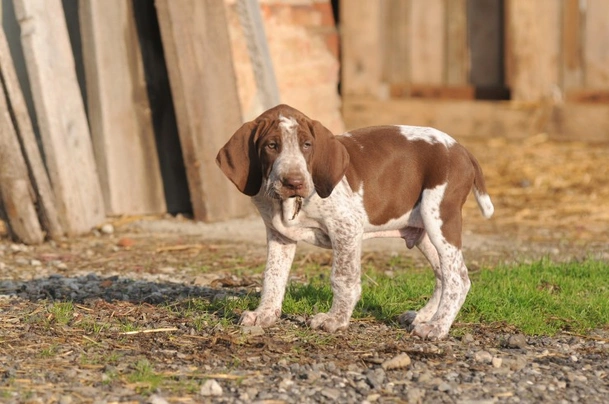 Italský ohař Dogs Informace - velikost, povaha, délka života & cena | iFauna