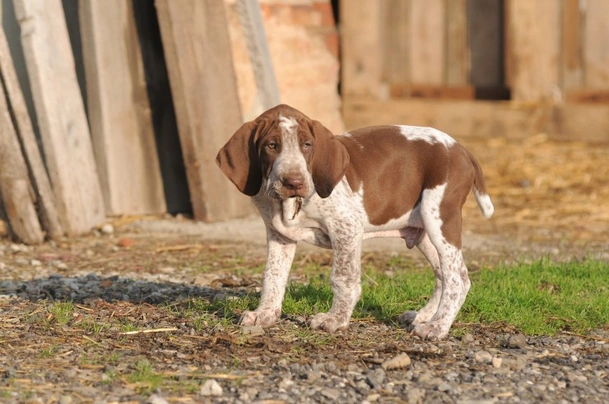 Bracco Italiano Dogs Razza - Prezzo, Temperamento & Foto | AnnunciAnimali