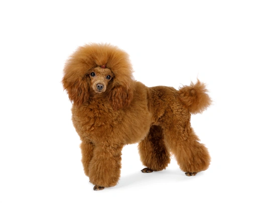 Toy Poodle Dogs Breed - Information, Temperament, Size & Price | Pets4Homes