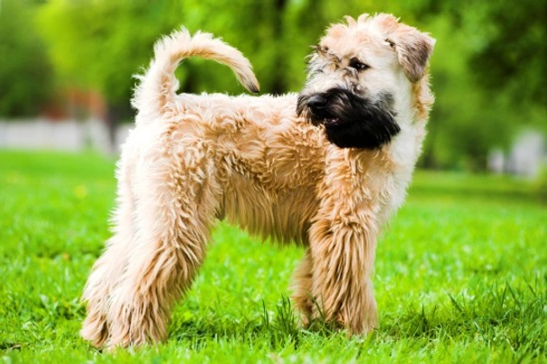 Flat coated shop wheaten terrier