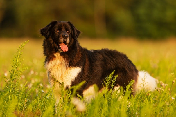Český horský pes Dogs Informace - velikost, povaha, délka života & cena | iFauna