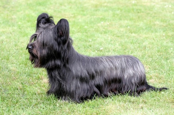 Skye Terrier Dogs Raza - Características, Fotos & Precio | MundoAnimalia