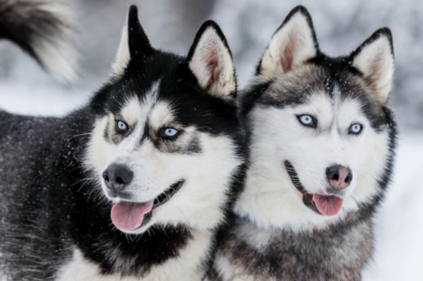 Sibiřský husky Dogs Informace - velikost, povaha, délka života & cena | iFauna