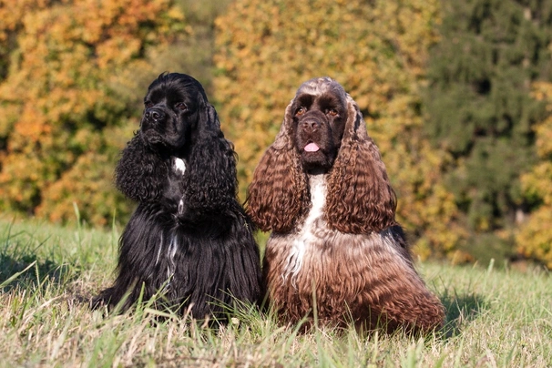 Cocker Americano Dogs Razza - Prezzo, Temperamento & Foto | AnnunciAnimali