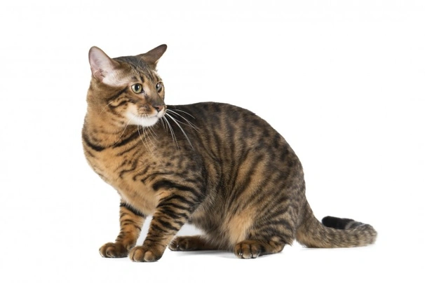 White toyger hot sale price