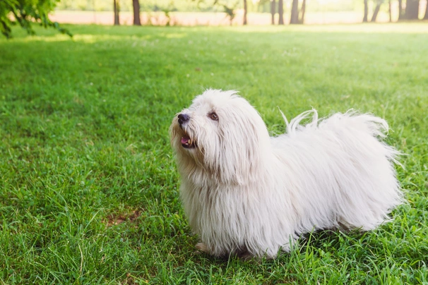 Coton de Tulear Dogs Razza - Prezzo, Temperamento & Foto | AnnunciAnimali