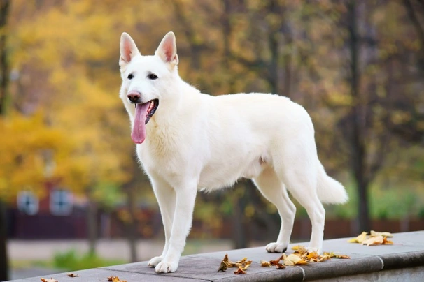 Bílý švýcarský ovčák Dogs Plemeno / Druh: Povaha, Délka života & Cena | iFauna