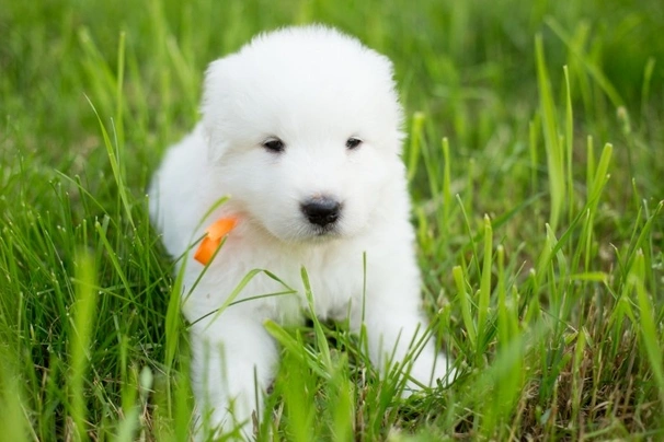 Pastore Maremmano Abruzzese Cani Razza | Carattere, Prezzo, Cuccioli ...