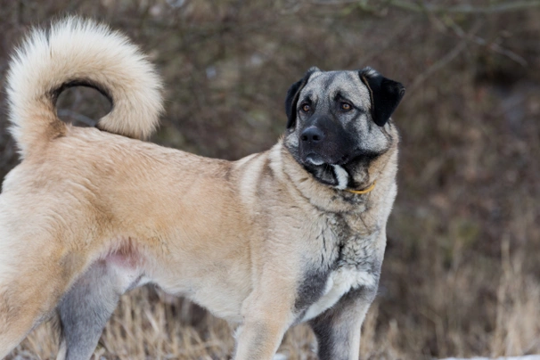 pastor de anatolia es esta raza gigante una buena mascota familiar