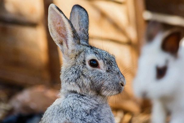 Silver Rabbits Breed - Information, Temperament, Size & Price | Pets4Homes