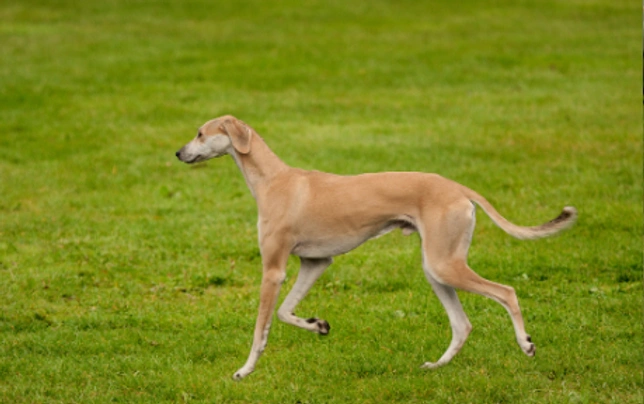 Saluki Dogs Ras: Karakter, Levensduur & Prijs | Puppyplaats