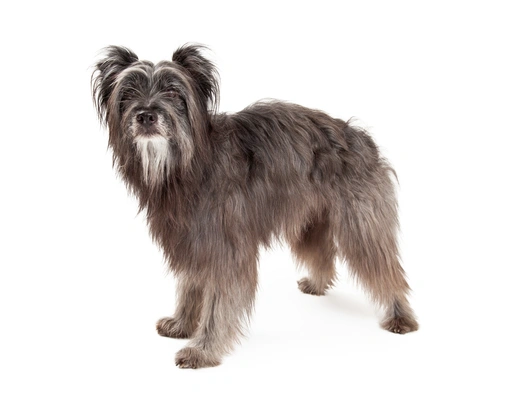 Pyrenean Sheepdog Dogs Breed - Information, Temperament, Size & Price | Pets4Homes