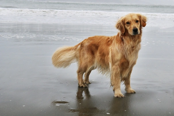 Golden Retriever Dogs Ras: Karakter, Levensduur & Prijs | Puppyplaats