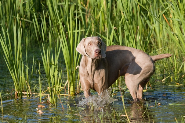 Výmarský ohař Dogs Plemeno / Druh: Povaha, Délka života & Cena | iFauna