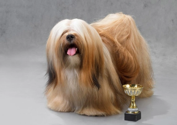 Lhasa Apso Dogs Informace - velikost, povaha, délka života & cena | iFauna