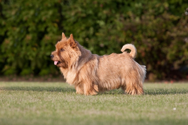 Norwich Terrier Dogs Raza - Características, Fotos & Precio | MundoAnimalia