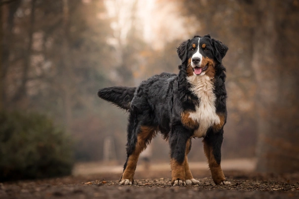 Great bernese store puppies for sale