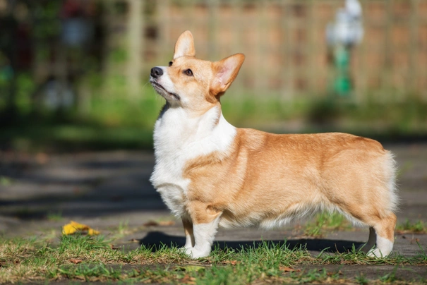 Welsh Corgi Pembroke Dogs Breed - Information, Temperament, Size & Price | Pets4Homes