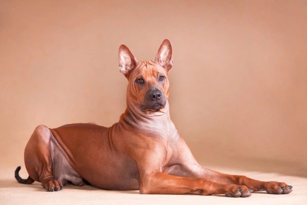 Thai Ridgeback Dogs Ras: Karakter, Levensduur & Prijs | Puppyplaats