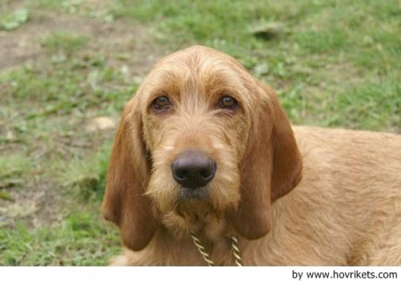 Griffon Fauve de Bretagne Dogs Raza - Características, Fotos & Precio | MundoAnimalia