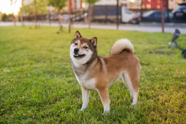 Japanese Shiba Inu Dogs Breed | Facts, Information and Advice | Pets4Homes