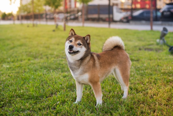 Shiba inu Dogs Plemeno / Druh: Povaha, Délka života & Cena | iFauna