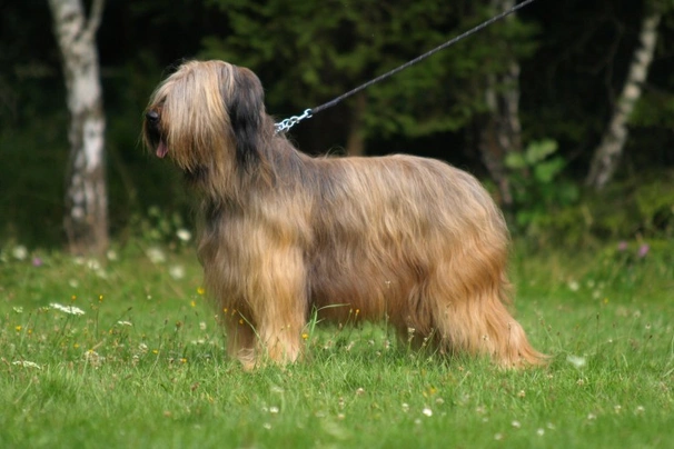 Briard Dogs Breed - Information, Temperament, Size & Price | Pets4Homes