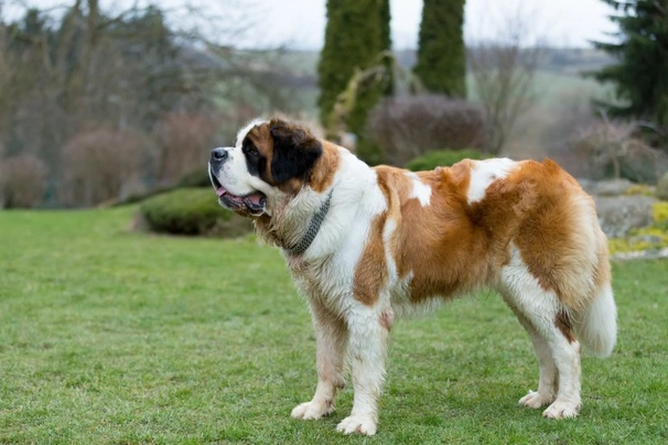 Saint Bernard Dogs Breed - Information, Temperament, Size & Price | Pets4Homes