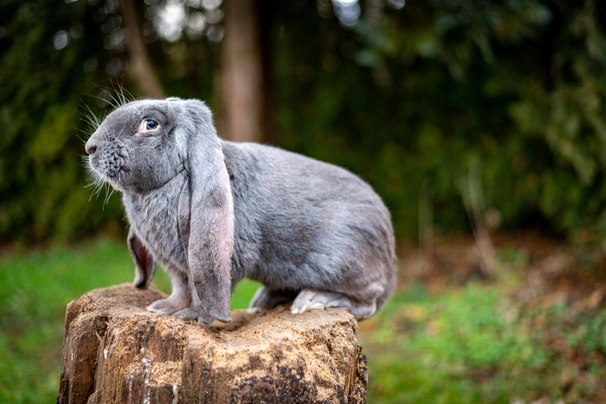 English Lop Rabbits Breed - Information, Temperament, Size & Price ...