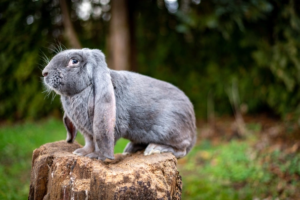 English Lop Rabbits Breed - Information, Temperament, Size & Price | Pets4Homes